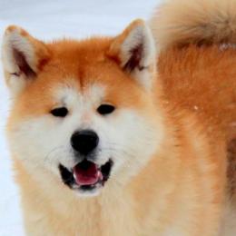 Niko - Akita