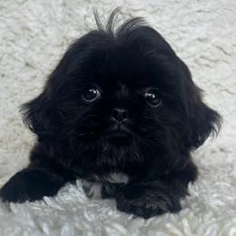 AKC Delilah - Black female Shih Tzu puppy in Greenville, South Carolina from Babyface Shih Tzu