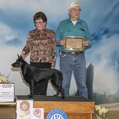 Siana - Australian Kelpie