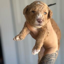 Faith - Apricot female Goldendoodle puppy in Waterford, California from Alvdoodles