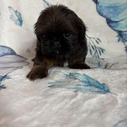 Scooter - Red male Shih Tzu puppy in Sharon, Pennsylvania from Keystone Danes and Shih tzus