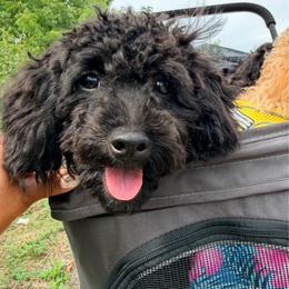 Luna Love - Black female Maltipoo puppy in Mahwah, New Jersey from Awwws-n-Pawws