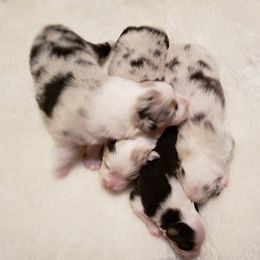 Australian Shepherd, Mastiff, and Miniature American Shepherd Puppies from Ashber Farm