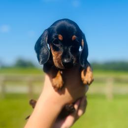 Rhiannon - Black and tan female Dachshund puppy in Stilwell, Oklahoma from MB’s Dachshunds
