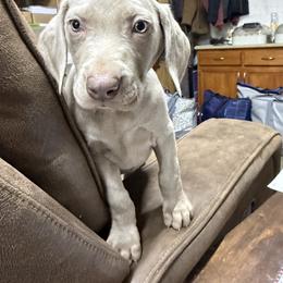 Silver girl 3 (small white stripe on chest) - Silver gray female Weimaraner puppy in Lancaster, Kentucky from Heavy Hollow Farm