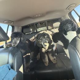 Poodle puppies from Foot Hills Amazing Poodles
