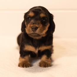 Black and tan girl - Black and tan female Dachshund puppy in Denison, Texas from Rising Dawn Dachshunds