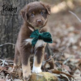 Australian Shepherd, Miniature American Shepherd, Miniature Australian Shepherd, and Toy Australian Shepherd Puppies from TK Standard, Mini, & Toy Aussies