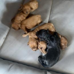 Cavapoo Puppies from Christina Kolovos