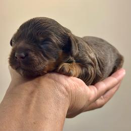 Pink Collar - Chocolate female Cavapoo puppy in Palm Beach County, Florida from Benji’s Cockapoos