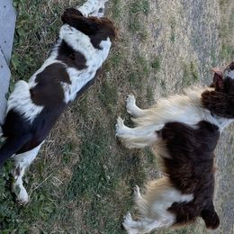 Ryder - English Springer Spaniel