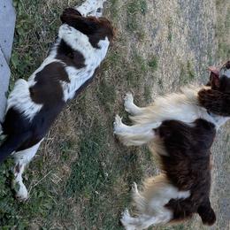 Ryder - English Springer Spaniel