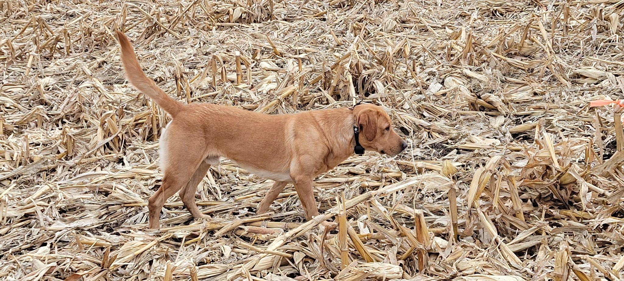 Farmers Creek Kennels in Iowa Labrador Retriever puppies Good Dog