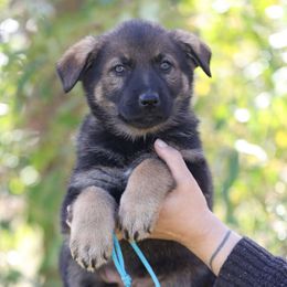 Aqua Collar - Flora - Sable female German Shepherd puppy in Augusta, West Virginia from Cricket Hollow Canines