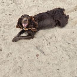Boykin Spaniel and English Springer Spaniel All Grown Up from 31 Pines Springers & Retrievers