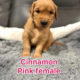 Cinnamon - Golden female Golden Retriever puppy in Salt Lake City, Utah from Soaring golden retrievers