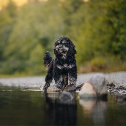 Duchess - Black white and tan female Cockapoo puppy in Deming, Washington from Heavenly Puppies to Love