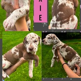 MOXIE - Chocolate and white female Great Dane puppy in Wellsville, New York from Prophecy Danes