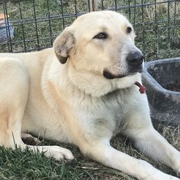 Anatolian Shepherd Dogs from Barnett Anatolians
