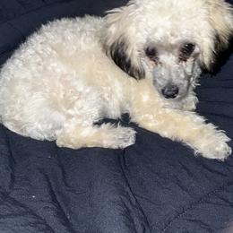 Sophie - Poodle