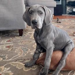 Great Dane Puppies from Dana's Danes
