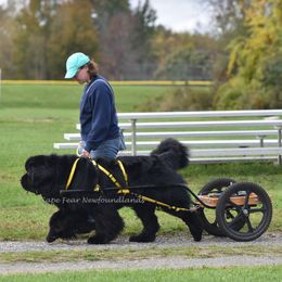 Newfoundlands from Cape Fear Newfoundlands
