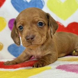 Will - Dapple male Dachshund puppy in Lynn, Indiana from StorSma Farms