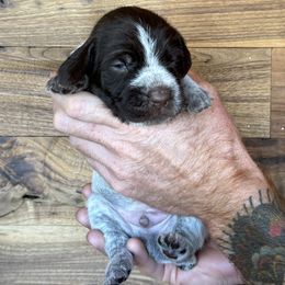 Ghost - Brown and gray male Wirehaired Pointing Griffon puppy in Norwood, Colorado from DOGS COUNTRY GRIFFS