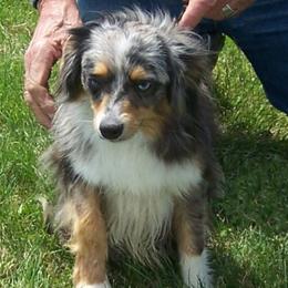 Peanut - Miniature Australian Shepherd