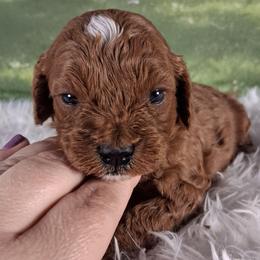 Peaches F1b - Red female Cavapoo puppy in Centerton, Arkansas from Velvet Paws Cavapoos