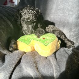 Boy 2 - Black male Poodle puppy in State College, Pennsylvania from Brookside Standard Poodles