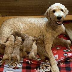 Goldendoodles from Wantadoodle