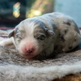 Winter - Blue merle female Australian Shepherd puppy in Decatur, Texas from Wyldrose Australian Shepherds