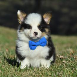 Affectionate and Easy Going Male 2 - Black and tan male Pembroke Welsh Corgi puppy in Kansas City, Missouri from Willow Creek Corgis