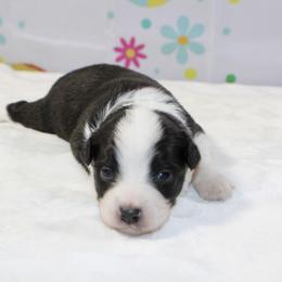 Lily - Black tri female Toy Australian Shepherd puppy in Bauxite, Arkansas from J and B Mini Aussies