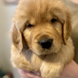 Golden Retriever Puppies from Rainy Day Goldens