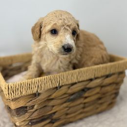 Cherry - Apricot female Poodle puppy in Greeneville, Tennessee from Smokey Mountain Sheepadoodles