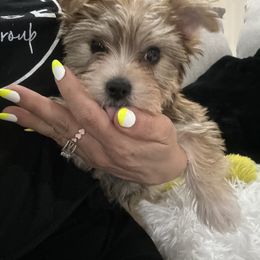 Yorkshire Terrier Puppies from Sugar & Spice Yorkies