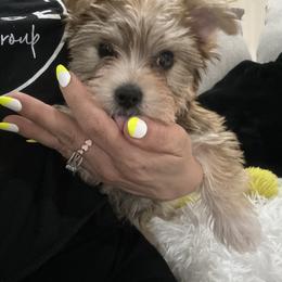 Yorkshire Terrier Puppies from Sugar & Spice Yorkies
