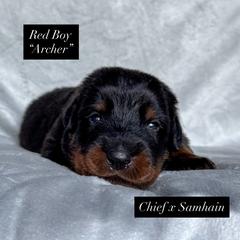 Red male - Black and rust male Beauceron puppy in Waynesville, Missouri from RiverStyx Beaucerons
