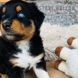 Black Tri Female - Black tri-color Australian Shepherd puppy in Liberty, Tennessee from Stone Hollow Aussies