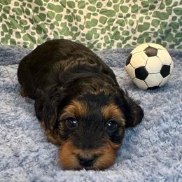 Pine - Black and tan male Yorkipoo puppy in Howard City, Michigan from Petite Joie Puppies