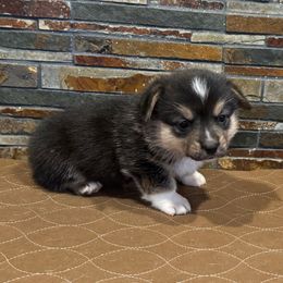 Girl 2 - Black and tan female Pembroke Welsh Corgi puppy in Visalia, California from VIP Stables