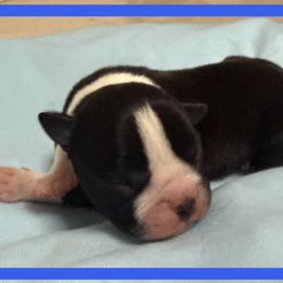Blue - Black and white male Boston Terrier puppy in Hialeah, Florida from K&N Boston Paws