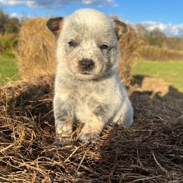 Boy 2 - Blue speckled male Australian Cattle Dog puppy in Irvington, Kentucky from Dry Valley’s Australian Cattle Dogs