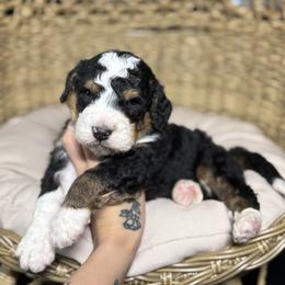 BENELLI - Tri-color male Bernedoodle puppy in Corpus Christi, Texas from The Henke Doodles
