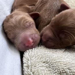 Australian Labradoodle Puppies from Sundance Labradoodles
