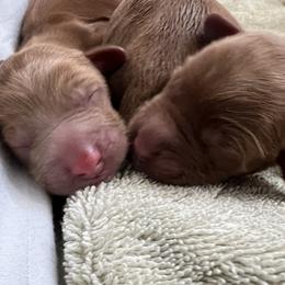 Australian Labradoodle Puppies from Sundance Labradoodles