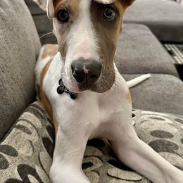 Great Danes from Moonwater Danes