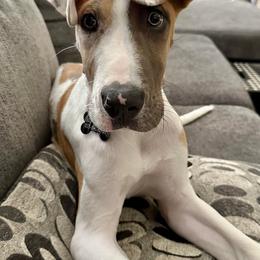 Great Danes from Moonwater Danes